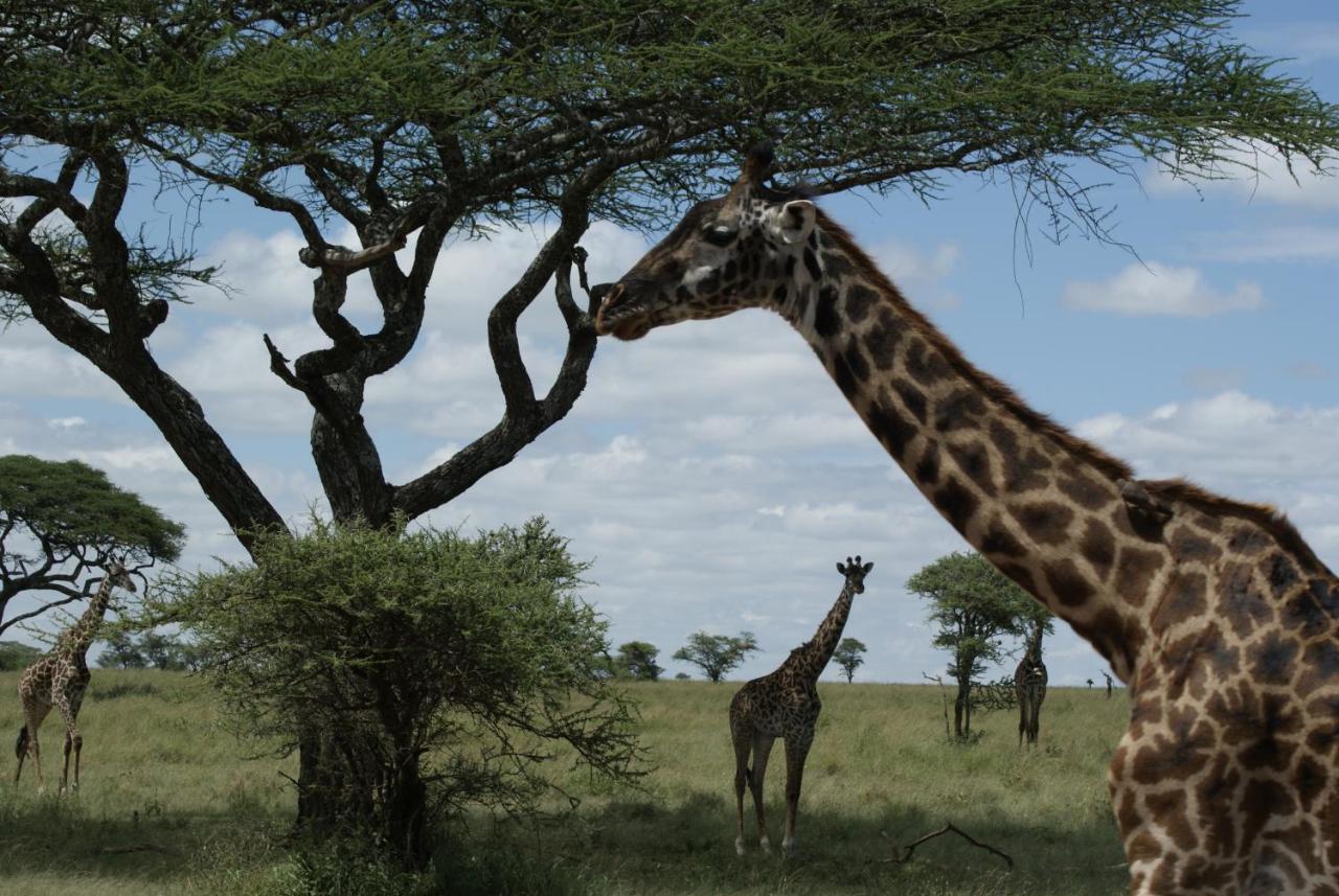 African Sunrise Lodge And Campsite Mto wa Mbu Exterior foto